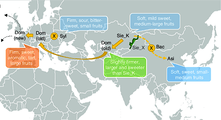 apples evolved in the Tian Shan Mountains of central Asia