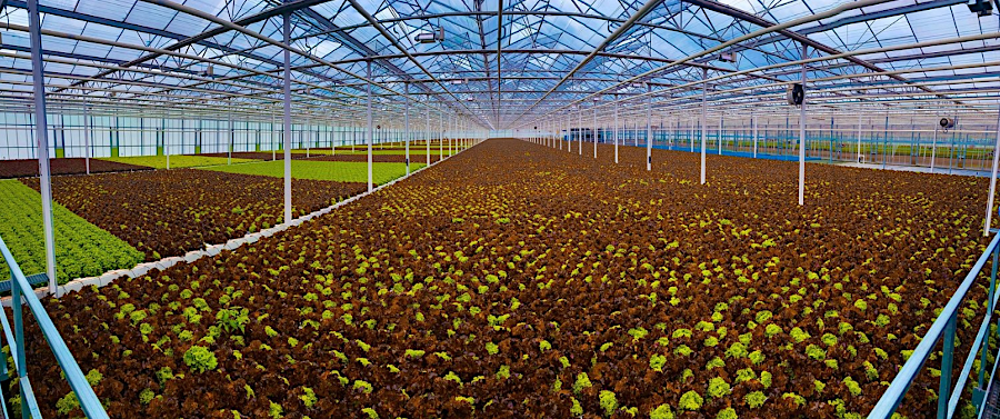 Better Future Farms planned to grow lettuce in a high-tech hydroponic production facility