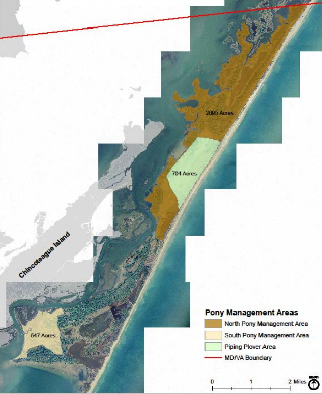 there are northern and southern pony management areas on Chincoteague National Wildlife Refuge
