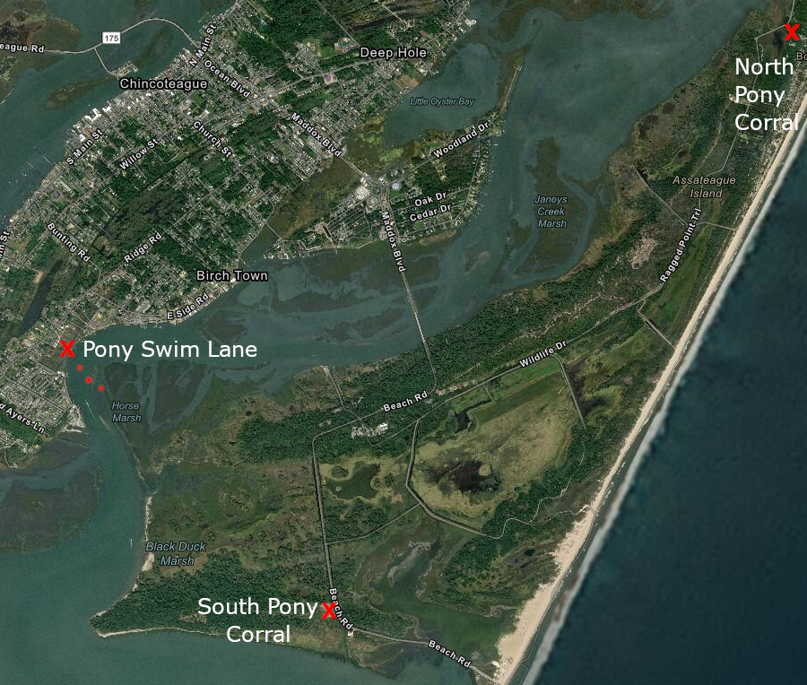ponies from the north corral are moved to the south corral on Monday, then on Wednesday both herds swim across the Assateague Channel to emerge at Pony Swim Lane