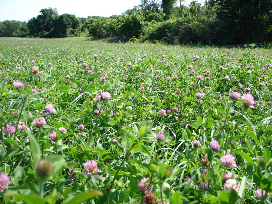 a pasture with clover has more nutritional value than a pasture with just grass