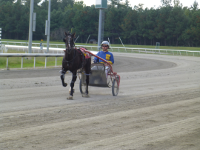 trotters are Standardbred horses