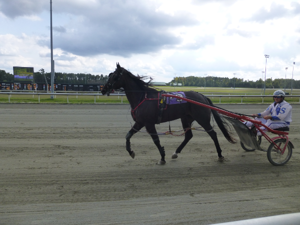 in harness races, Standardbred horses pull a rider in a 2-wheel sulky at 30 miles/hour