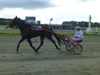 2-wheeled sulky at harness race