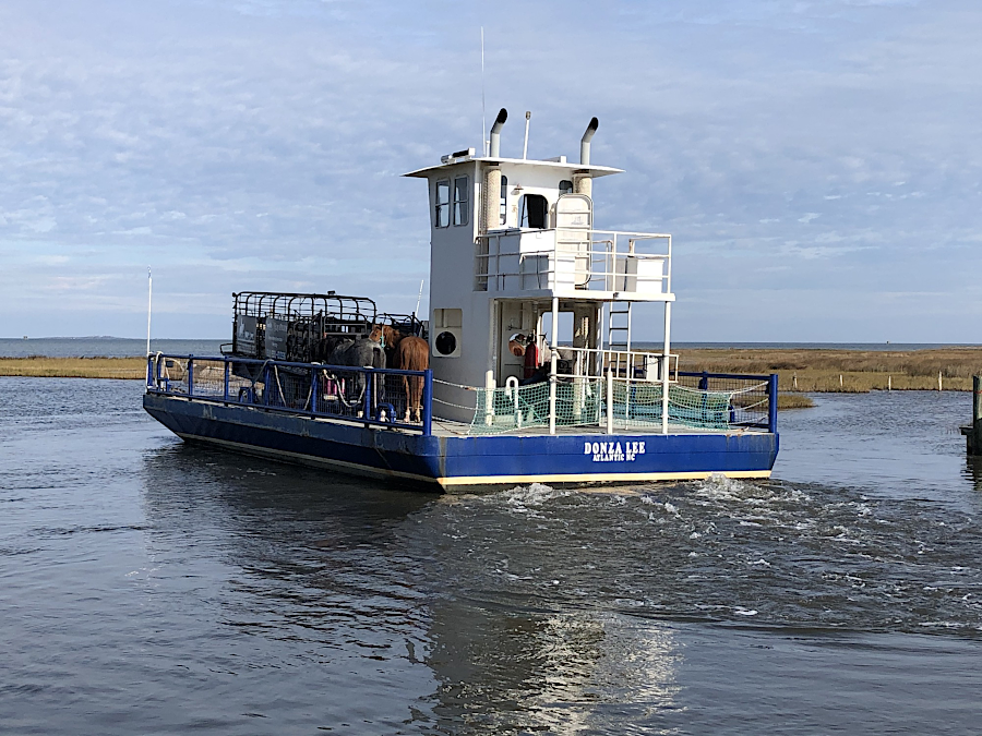 the feral cows that floated across Pamlico Sound in Hurricane Dorian were transported back via barge
