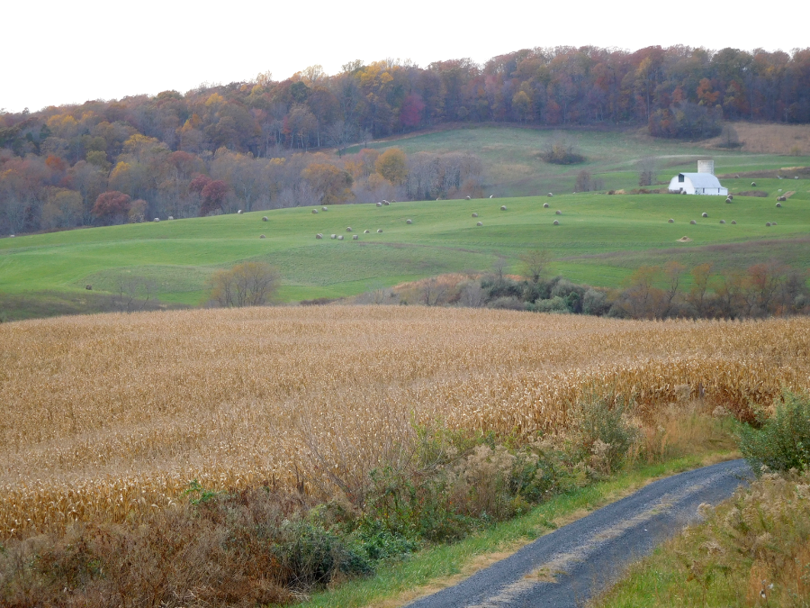 The Art of Corn Harvesting  Farm Credit of the Virginias
