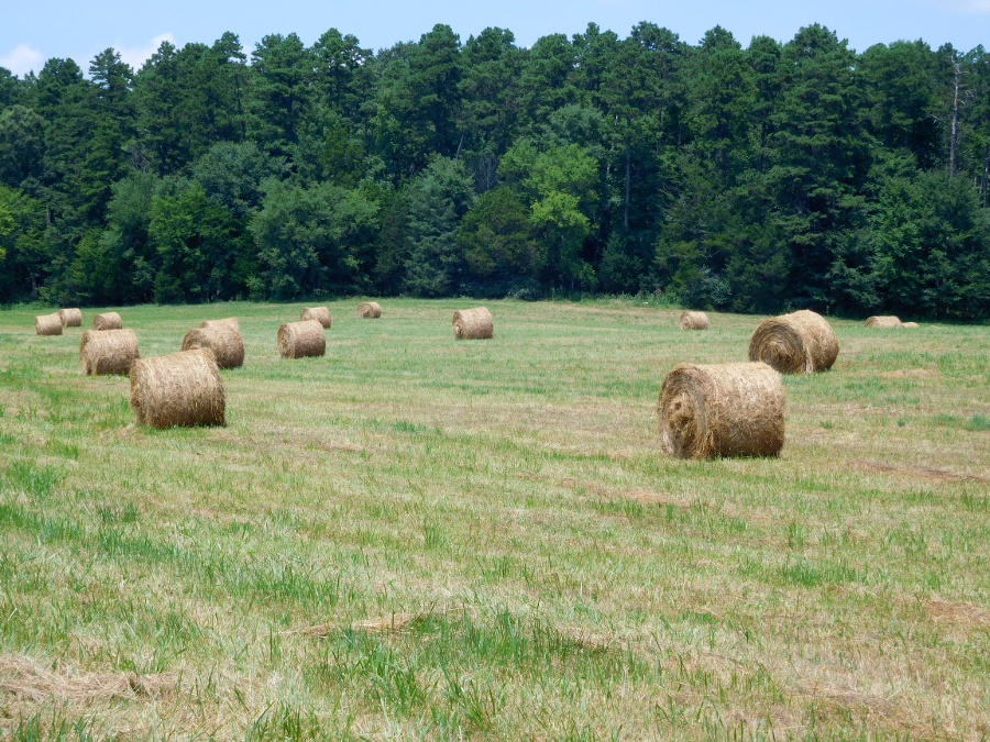 after drying to the right moisture level, hay is wrapped in round bales and stored outdoors until needed