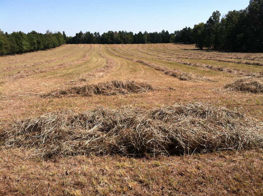 before cutting hay, farmers wait for forecasts predicting several days of sunny weather
