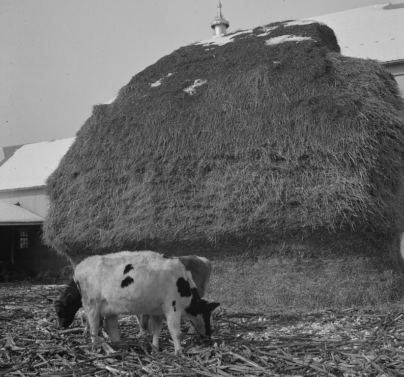farmers use hay stockpiles to feed livestock in the winter, when grass does not grow in the fields
