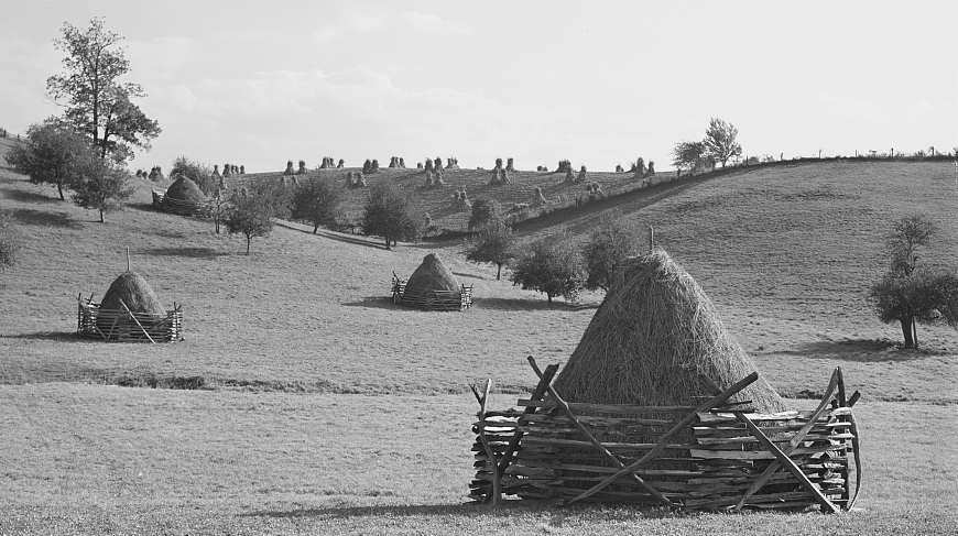 haystacks, with corn shocks in background