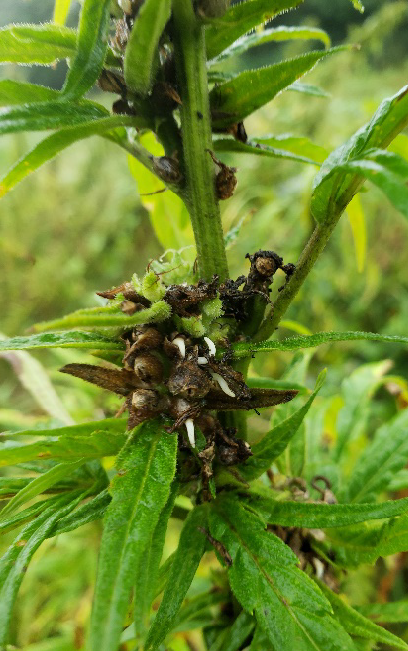 hemp flowers and seeds produce tetrahydrocannabinol (THC)