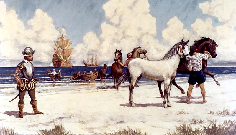 the Spanish brought horses to the New World in the 1500's, but those on Assateague Island are probably from English colonists
