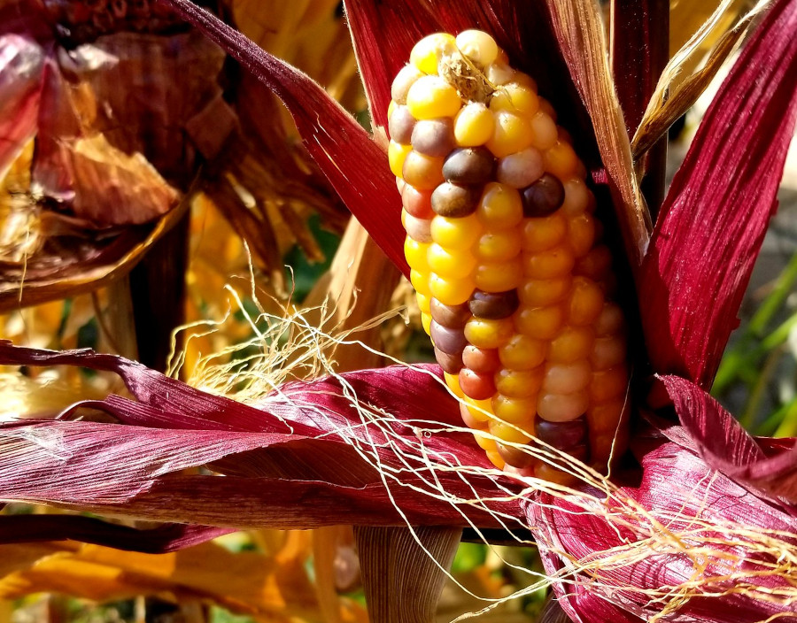 agriculture corn