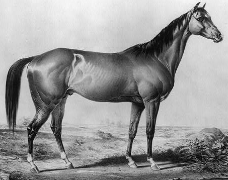 Lexington is one of many famous Thoroughbreds related to Sir Archy and Diomed