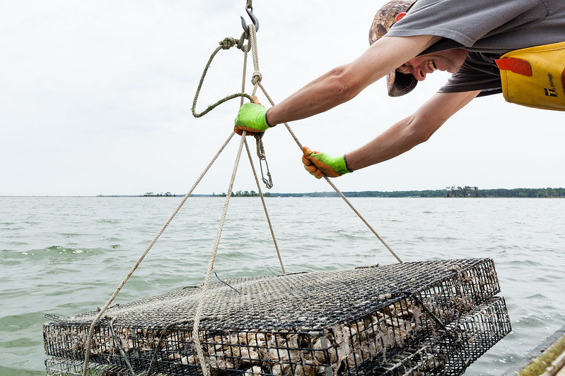 private aquaculture operations now rely primarily on oysters raised in cages, rather than on reefs at the bottom of rivers and the Chesapeake Bay