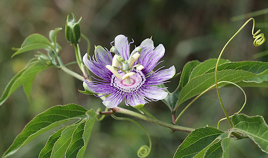 passionflower and squash vines growing between corn/bean plants made Native American farm plots appear messy to English colonists