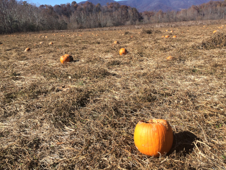 ripe pumpkins in the field after Halloween (Nelson County)