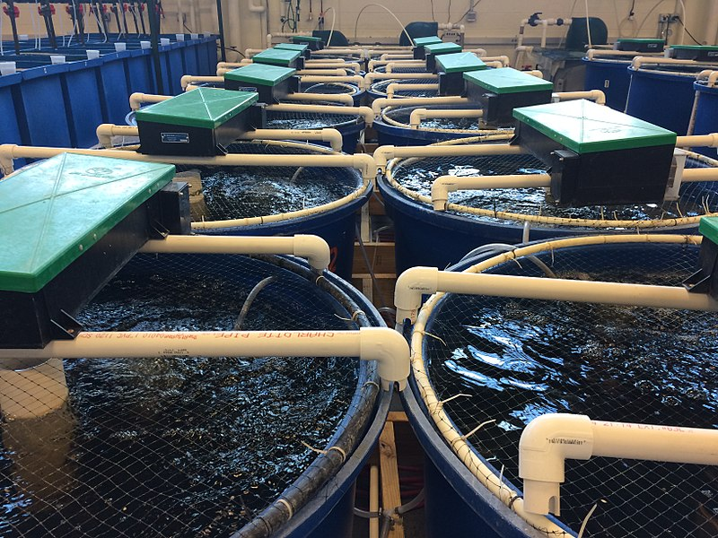 water is recirculated in a Virginia Tech Department of Food Science and Technology facility evaluating aquaculture technology