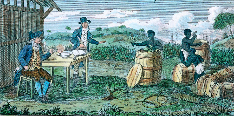 enslaved people did the hard work of planting, weeding, harvesting, packing, and shipping tobacco