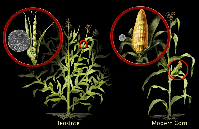 teosinte vs. corn after 9,000 years of human selection