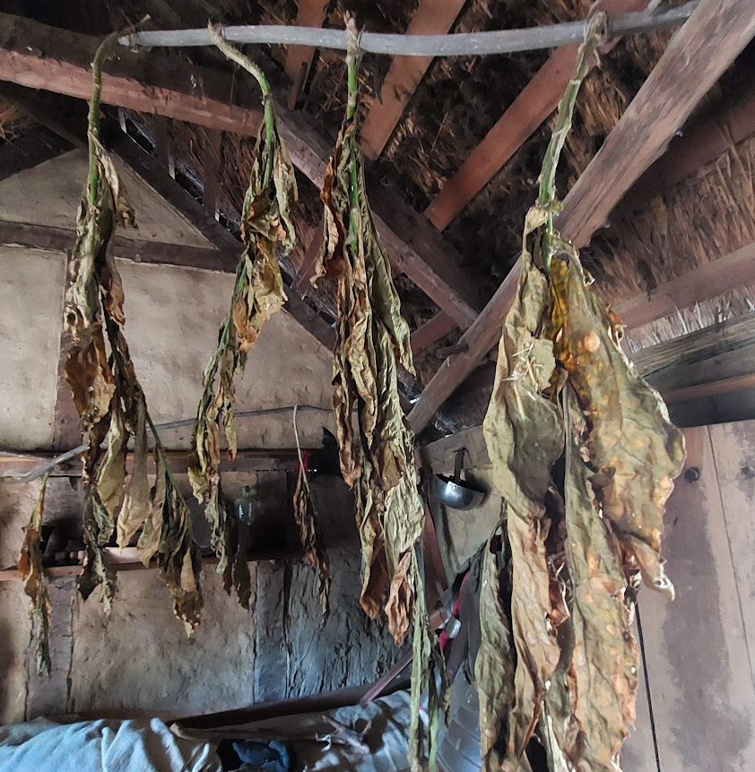 tobacco drying at Henricus Historical Park, near where John Rolfe planted the first crop in 1612