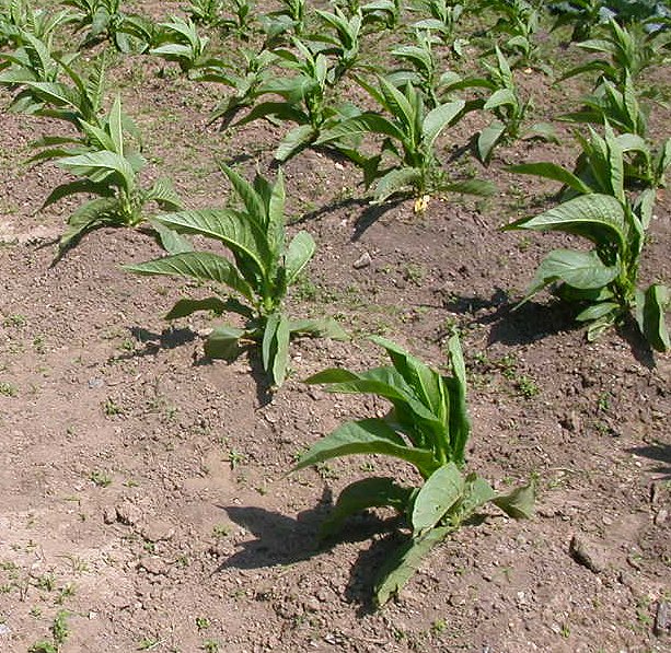  What Crops Were Grown In The New England Colonies Crops Of Colonial 