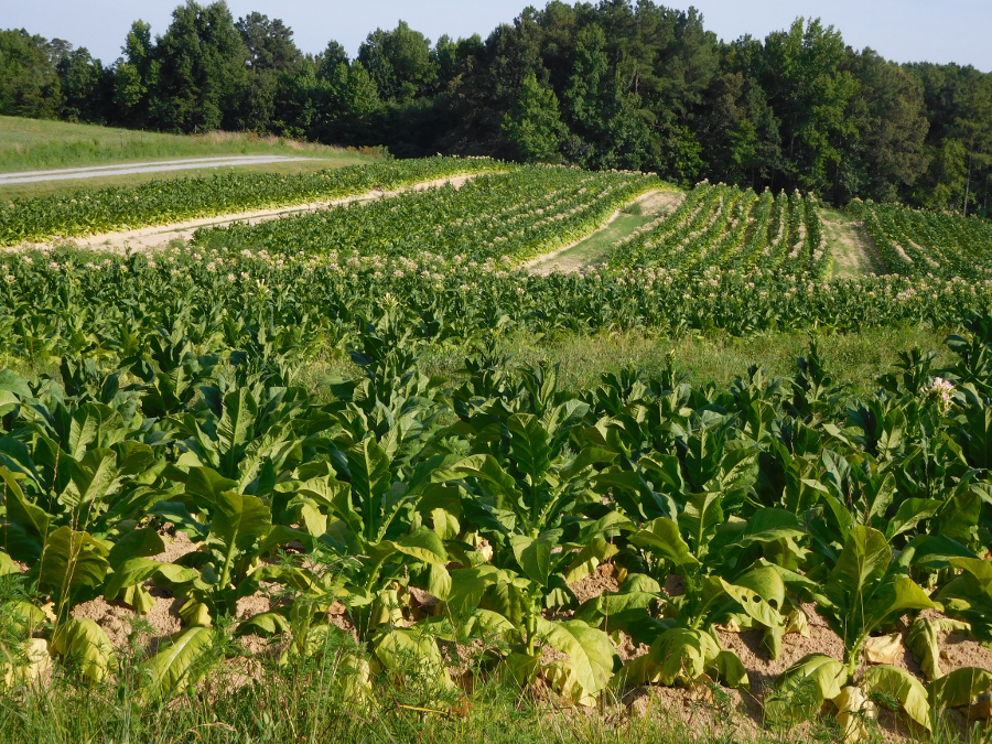 tobacco was grown in Tidewater, the Piedmont, and the Valley and Ridge province west of the Blue Ridge, but modern tobacco farming is concentrated in Southside Virginia