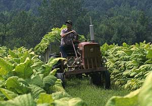 tobacco farms are usually too small to justify the latest equipment