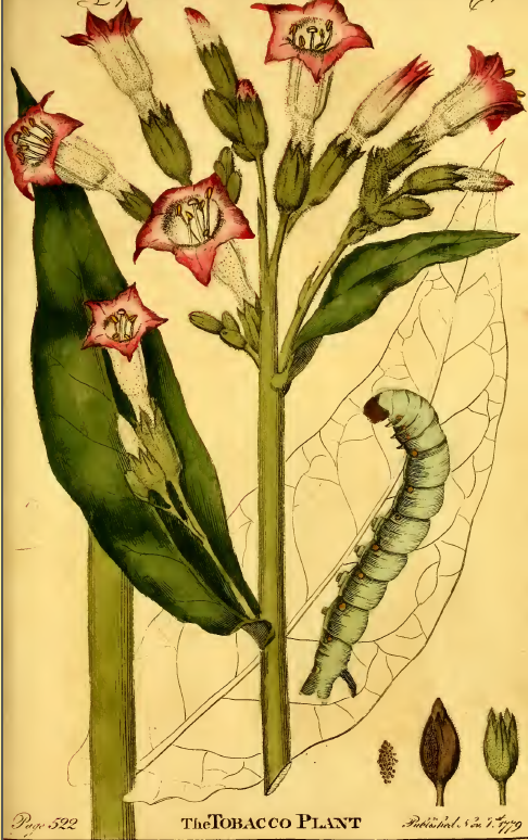 before modern pesticides, laborers had to pick worms off tobacco plants