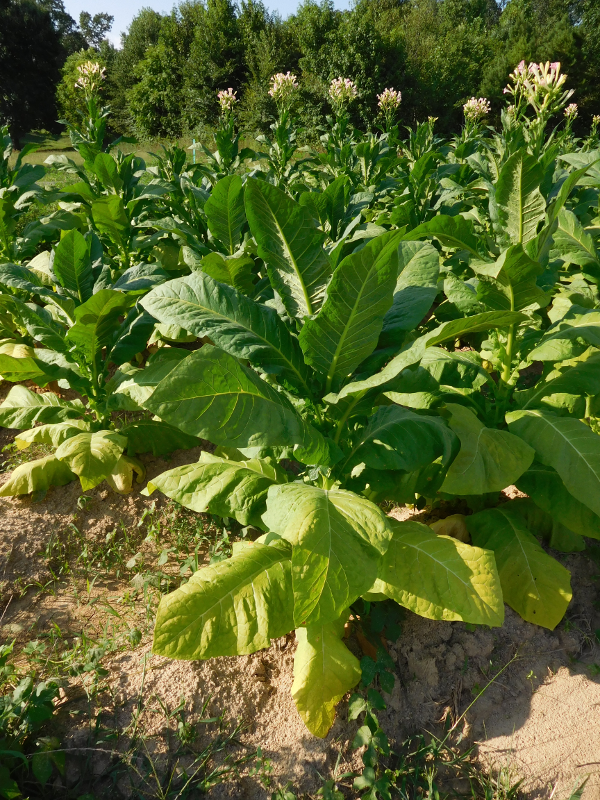 leaves are picked one at a time, starting as they ripen at the bottom, from tobacco plants grown for flue-curing