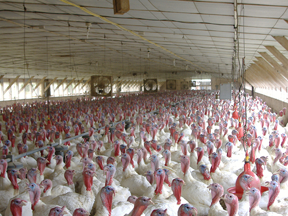 turkeys as well as chickens are raised in structures that qualify as concentrated animal feeding operations (CAFO's)