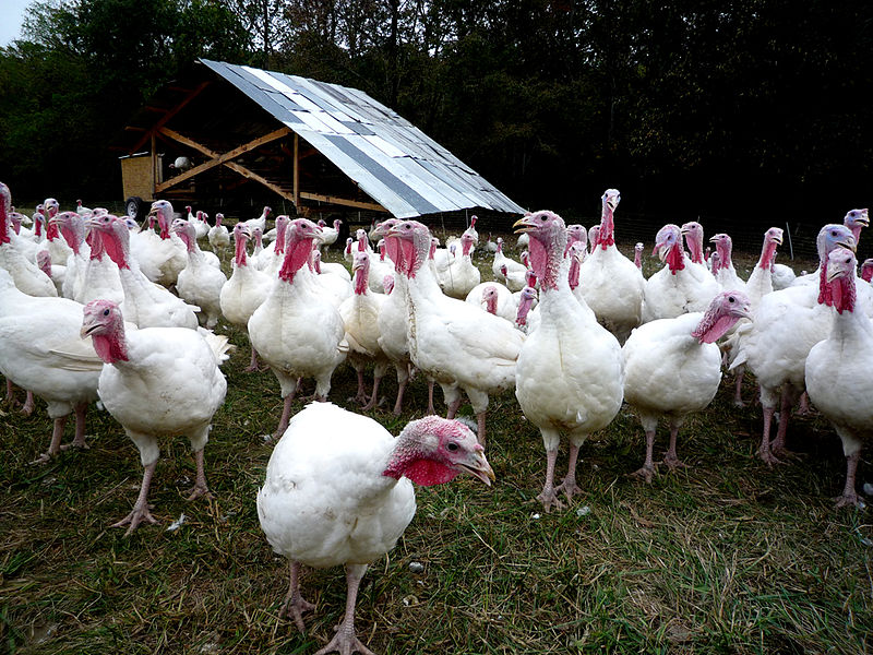domesticated turkeys have been raised for nearly 2,000 years as free-range poultry and in pens