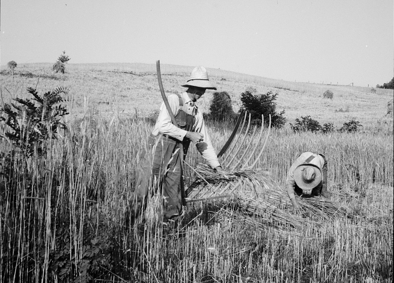 harvesting wheat in 1936 without modern machinery