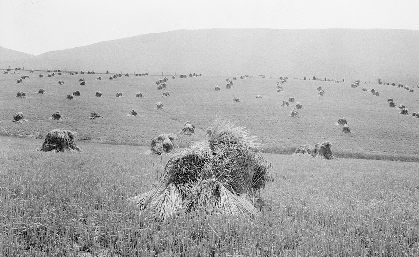 wheat stacked in the field after cutting, before modern combines simplified harvest
