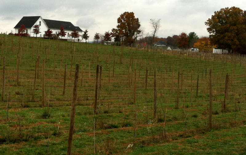 Attimo Winery grew grapes in the middle of what was intended to be a rural subdivision in Montgomery County