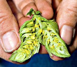 hop flowers produce acids that add bitter taste to beer and reduce microbial growth