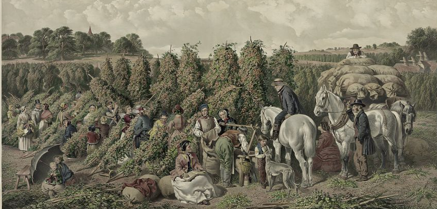 hops have been grown as an additive to beer for centuries