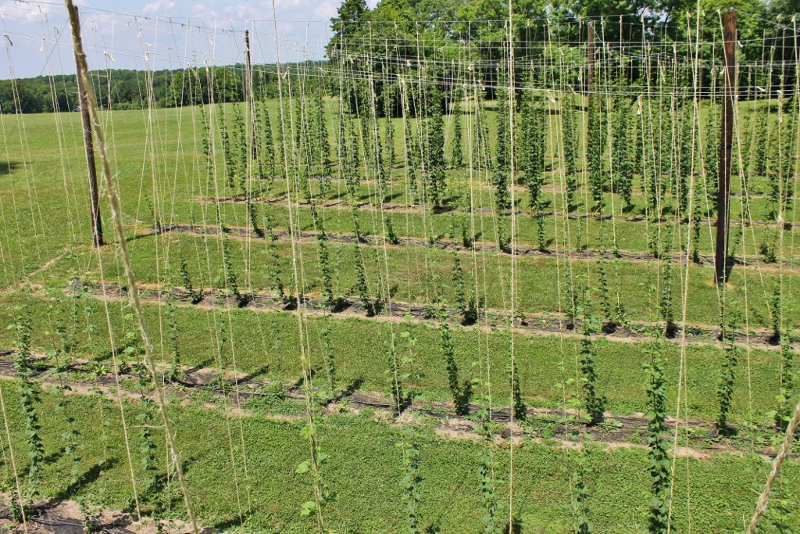 hops require poles and a network of twine, and a lot of labor to grow the vines on the trellis system and to harvest the flowers used to add spice to beer