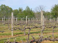 grapes are pruned to maximize quality