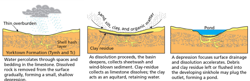 sinkholes form in the Yorktown Formation when calcium shells dissolve