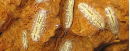 Lee County isopods, unpigmented and eyeless