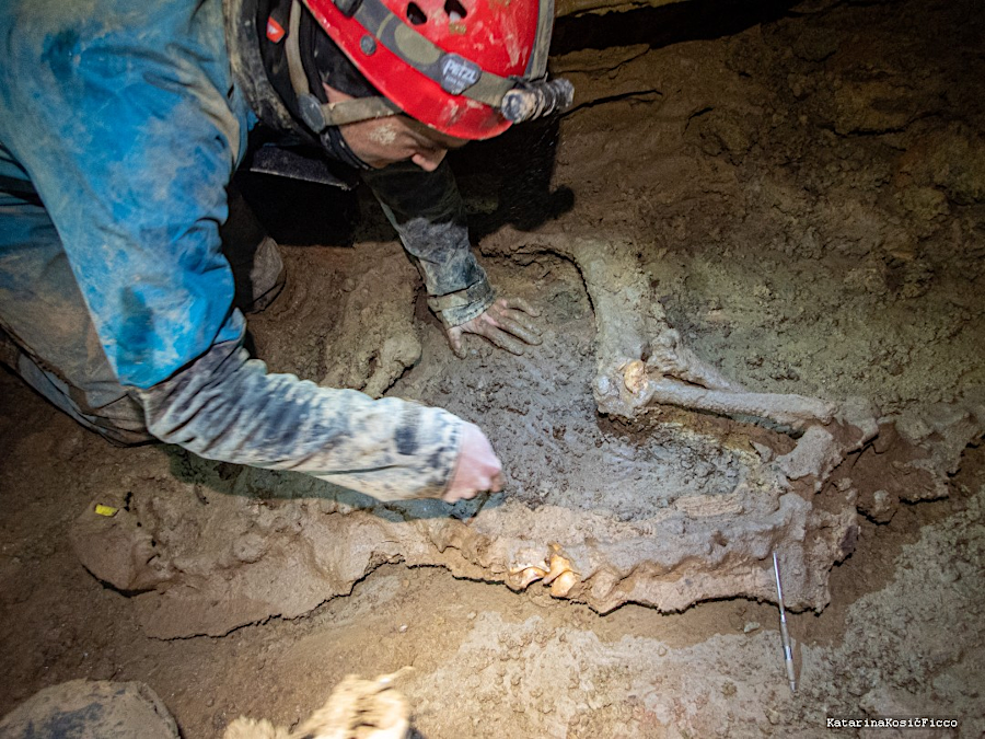 the skeleton of a Pleistocene cougar or American cheetah was removed from Burja Cave in 2021