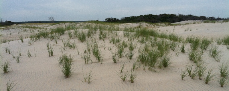 sand dune at Assateague Island, with quartz sand grains that may once have been on an Appalachian mountaintop