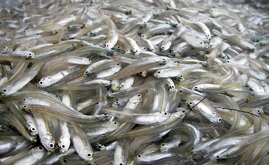 hardening shorelines reduces habitat and populations of forage fish such as the bay anchovy (Anchoa mitchilli), the most abundant fish in the Chesapeake Bay