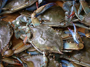 blue crabs - one reason people who do not have waterfront property might be motivated to Save the Bay