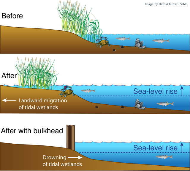 where bulkheads block natural migration, tidal marshes disappear as sea level rises faster than 2.5 millimeters (mm) per year