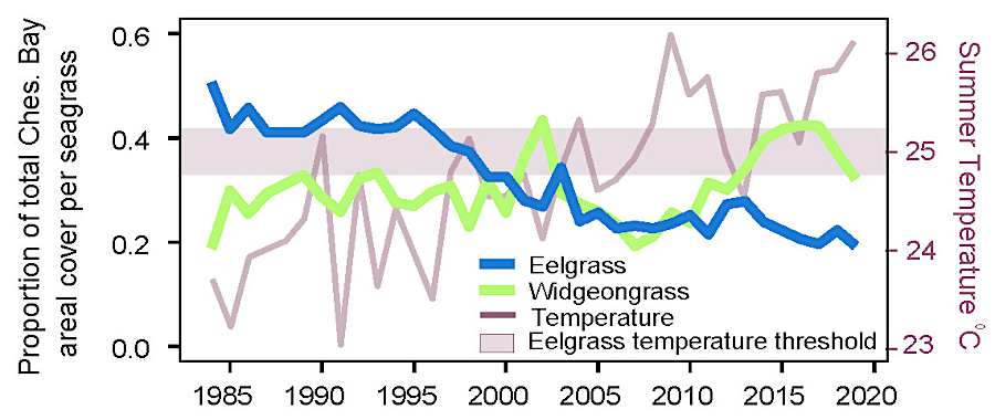 widgeongrass now occupies more acreage than eelgrass in the Chesapeake Bay