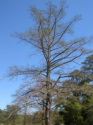 modern bald cypress tree at Jamestown