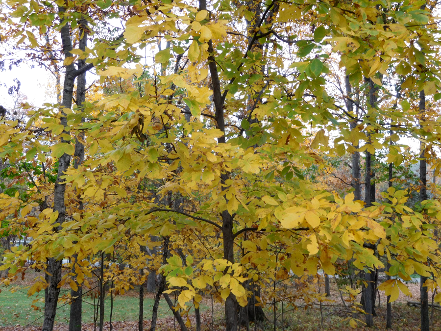leaves on hickory trees often turn yellow in the Fall