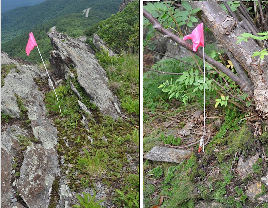 Shenandoah National Park is monitoring the ability of three-toothed cinquefoil and Appalachian fir clubmoss to cope with climate change